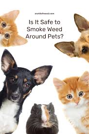 is it safe to smoke weed around pets