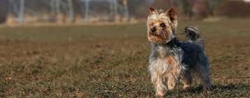 australian yorkshire terrier dog