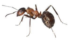 Ant Pest Control | Red & Pharaoh Ant Treatment, Exterminator & Removal