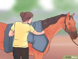 how to put on a horse s or pony s rug