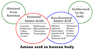 Nonessential amino acids can be made by the body, while essential amino acids cannot be made by the body so you must get them from your diet. Essential Amino Acids Definition In Hindi