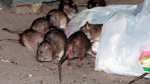 Rats Love Yard Rubbish Tips To Keep