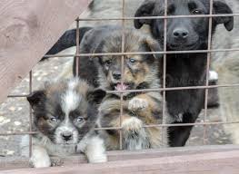 Because that's what we're talking about now, apparently. Three Sad Puppies Behind A Fence 2252565 Stock Photo At Vecteezy