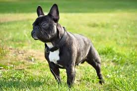 The blue french bulldog the blue french bulldog has a genetic mutation which is responsible for the unique coloring, making it more rare and expensive. French Bulldog Colors Explained With Photos The Pets Kb