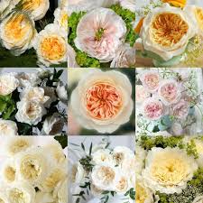 White David Austin Assortment Roses