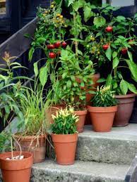Dwarf Vegetables And Patio Fruit Trees