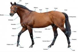What To Look For In A Racehorse Heart Of The South Racing