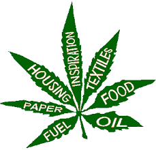 Image result for images of industrial hemp
