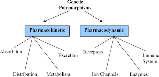 Pharmacogenomics And Personalized Medicine Learn Science