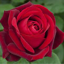 Rosa Edith Piaf ® Meiramboys, rosai a grandi fiori Meilland