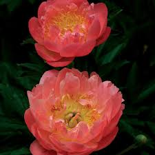 The types of received pronunciation. Peonies That Stand Up And Stand Out Finegardening