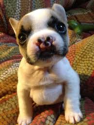 a french bulldog born with cleft lip