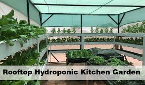 Terrace Hydroponic Kitchen Garden