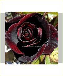 black rose plant