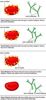15 Best Blood Types Images Blood Blood Groups Medical