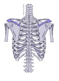 The rib cage also anchors the bones of the head, neck, shoulders, and arms to the trunk of the body. How To Draw The Human Back A Step By Step Construction Guide Gvaat S Workshop