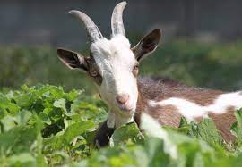 10 Facts about Goats - FOUR PAWS International - Animal Welfare Organisation