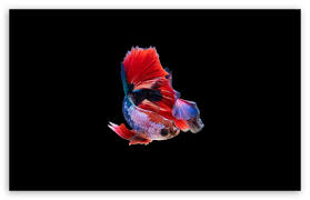 colorful betta fish ultra hd desktop