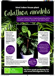 House Plants Calathea Amabilis Poster
