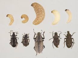 identifying soil beetle pests