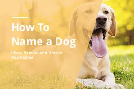 unique male female dog naming ideas