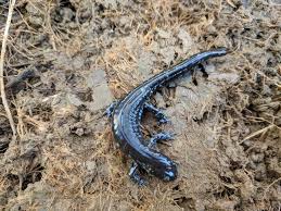 Blue Spotted Salamander Wikipedia