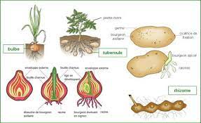 Check spelling or type a new query. Perkembangbiakan Vegetatif Pada Tumbuhan Angiospermae Materi Kimia