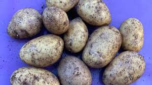 potatoes for your plot 2023 neantog