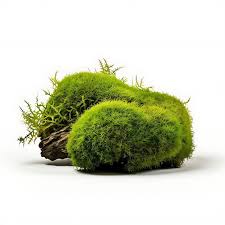 christmas moss plush deep green tufts