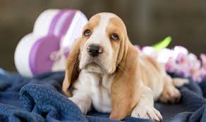 Adorable lemon basset hound puppies. Low Key Love Have You Heard Of The Loyal Basset Hound K9 Web