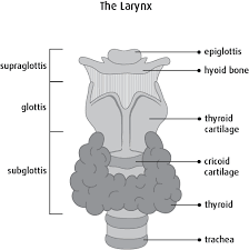What Is Laryngeal Cancer Canadian Cancer Society