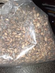 Chinese Red Pine Tree Seeds