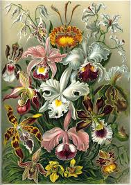 Orchidaceae Wikipedia