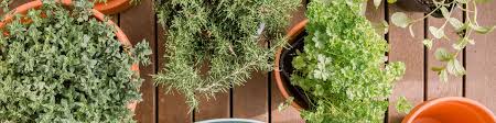 herbs care guides growing advice