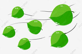 Floating Plant Leaves Chart Beautiful Leaves Floating