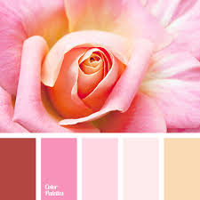 This peach rose would add a special touch to a wedding. Peach And Beige Color Palette Ideas