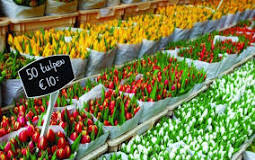 what-day-is-the-flower-market-amsterdam