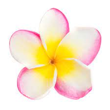 Pink and yellow frangipani plumeria flower with isolated petals on white  background Image - Stock by Pixlr