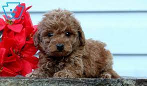 austin mini poodles toy poodle puppy