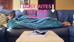 dust mites in a couch dust free couch