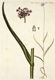 Allium scorodoprasum - Useful Temperate Plants