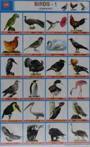 School Projects Birds Charts Manufacturer From Chennai