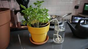 By adding a misting system or complete watering system, you lower the daily maintenance required for your indoor greenhouse, and with an indoor greenhouse, you can grow just about anything you could grow outside within your own home. How To Water Your Plants While You Re Away Cnet