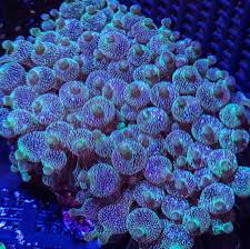 new anemones and some new zoas and