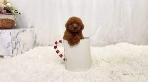 teacup red poodle female chilly you