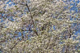 flowering dogwoods spring snowflakes