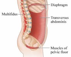pelvic floor anatomy strengthening