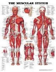 Muscles are considered the only tissue in the body that has the ability to contract and move the other body parts. Anatomical Chart The Muscular System Laminated Anatomical Chart Company Amazon Co Uk Business Industry Science