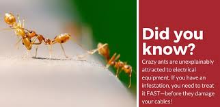 Direct contact with either of these sprays will kill ants almost instantly. How To Get Rid Of Crazy Ants A Simple Guide Pest Strategies