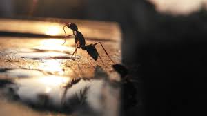 Those will typically wash away with soap and hot water. Ants In Car How To Get Rid Of Ants In Car Pest Samurai